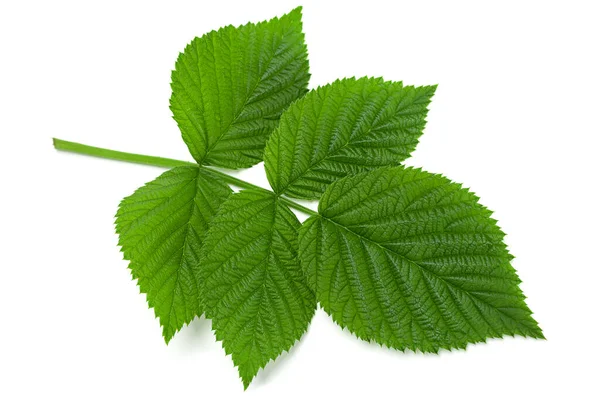 Raspberry Leaf Close Geïsoleerd Witte Achtergrond — Stockfoto