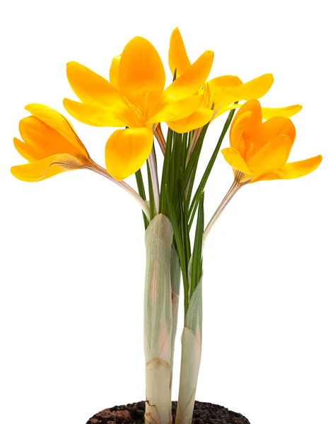 Yellow Crocus Spring Flower Closeup Isolated White Background — Stock Photo, Image