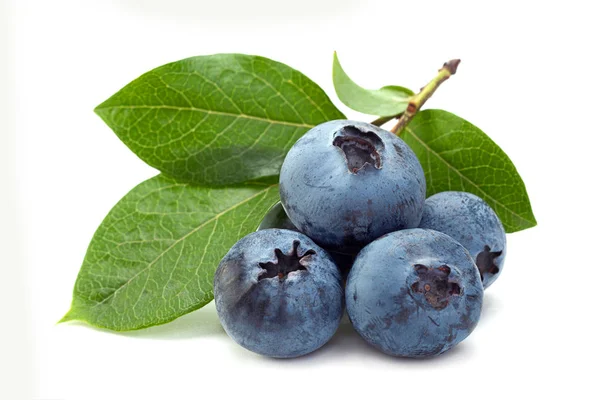 Blueberry Leaf Closeup Isolated White Background — Stock Photo, Image