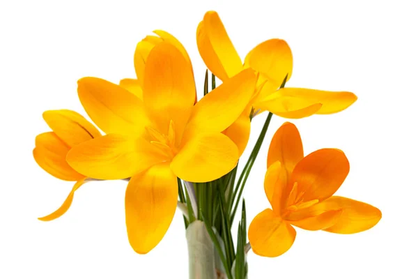 Yellow Crocus Spring Flower Closeup Isolated White Background — Stock Photo, Image