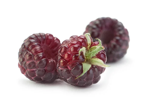 Cumberland Fruit Hybride Frambozen Bramen Wit — Stockfoto