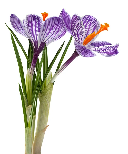 Violet Crocus Spring Flower Closeup Isolated White Background — Stock Photo, Image