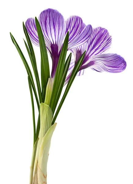 Violet Crocus Bahar Çiçeği Beyaz Arka Planda Izole Edilmiş — Stok fotoğraf
