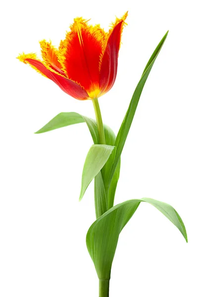 Red Tulip Flower Closeup Isolated White Background — Stock Photo, Image