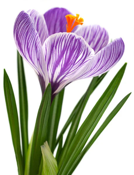 Violet Crocus Spring Flower Closeup Isolated White Background — Stock Photo, Image