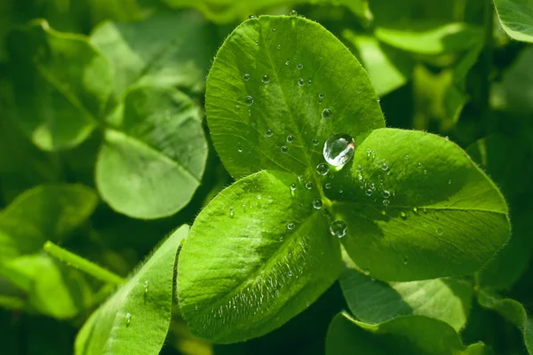 Lucerne Closeup Water Drop Fresh Leaf — Stock Photo, Image