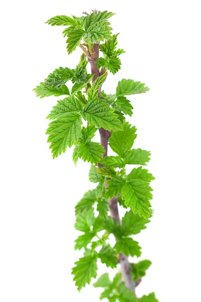 Raspberry Fruit Branch Leaf Isolated White Background — Stock Photo, Image