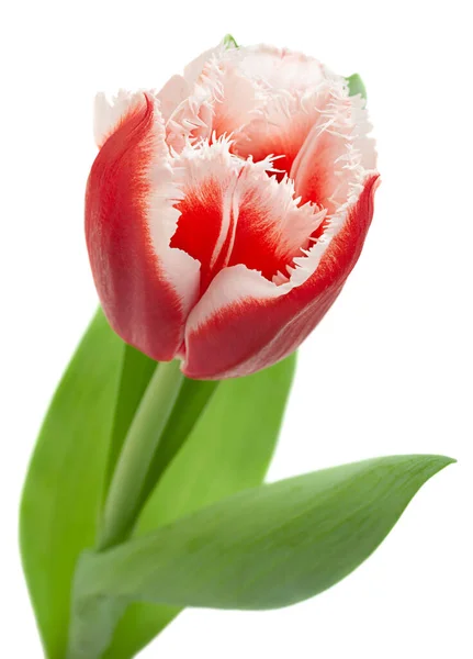 Red Tulip Flower Closeup Isolated White Background — Stock Photo, Image