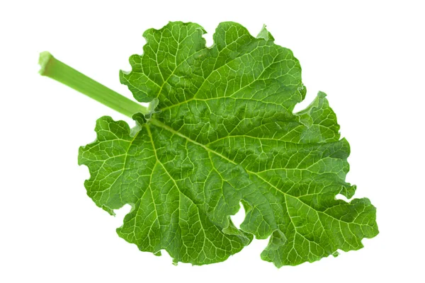 Rhubarbe Légumes Gros Plan Feuille Isolée Sur Fond Blanc — Photo