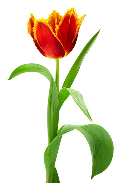 Red Tulip Flower Closeup Isolated White Background — Stock Photo, Image