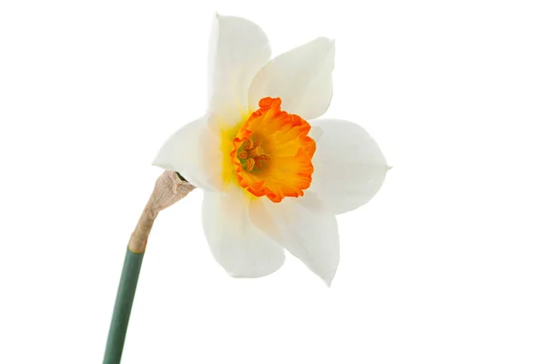 Narciso Primavera Fiore Primo Piano Isolato Sfondo Bianco — Foto Stock