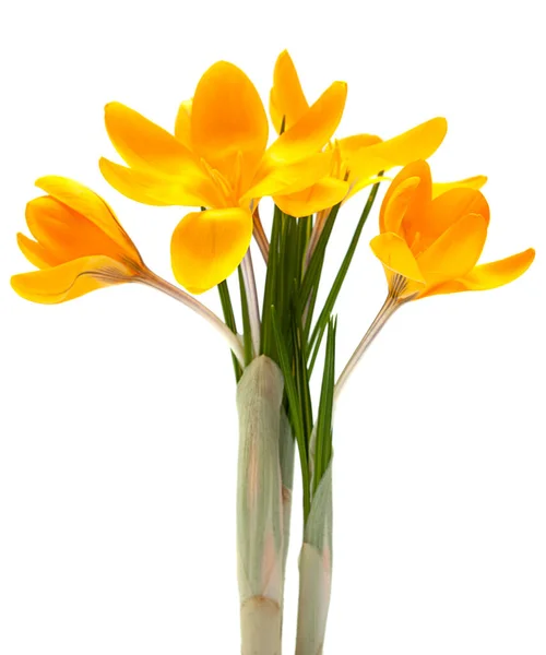 Yellow Crocus Spring Flower Closeup Isolated White Background — Stock Photo, Image