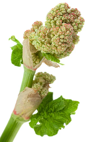 Floración Vegetal Ruibarbo Con Hoja Aislada Sobre Fondo Blanco —  Fotos de Stock