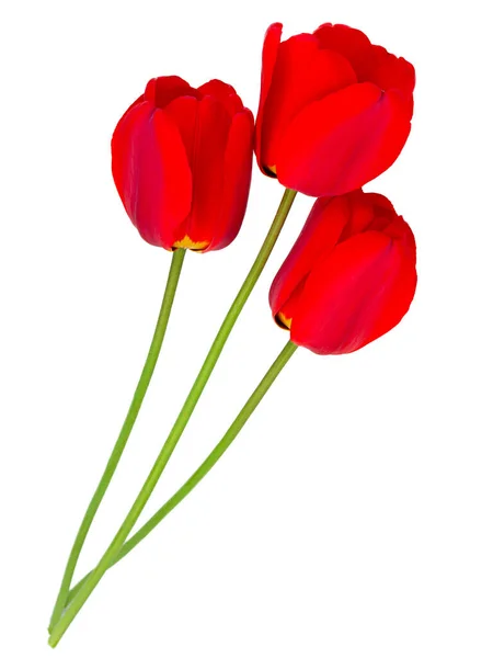 Tulipe Rouge Gros Plan Isolé Sur Fond Blanc — Photo