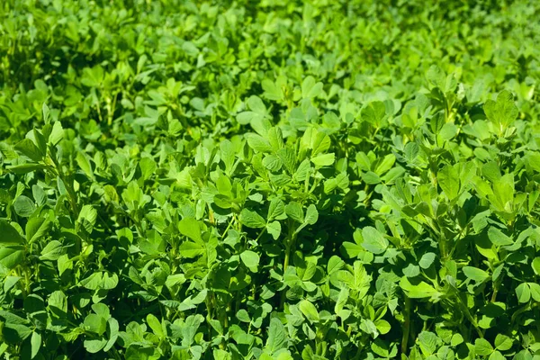 Lucerne Closeup Agricultural Fresh Green Leaf Herb — Stock Photo, Image