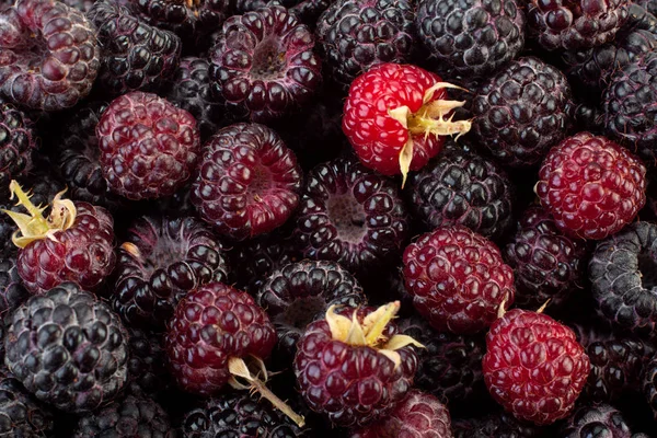 Fruta Cumberland Framboesa Híbrida Amora Preta Fundo — Fotografia de Stock