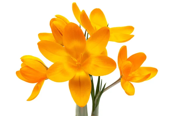 Yellow Crocus Spring Flower Closeup Isolated White Background — Stock Photo, Image