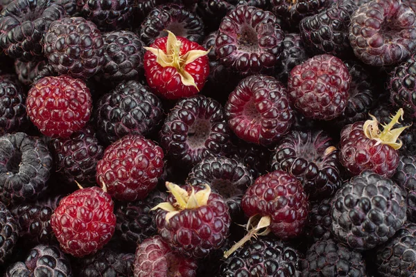 树莓和黑莓的混合背景 图库照片