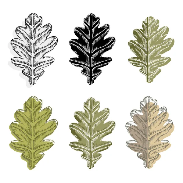 Collection of vector oak leaves isolated on white background. — Stock Vector