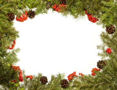 Noel framework herdem yeşil çam ağacı, koni ve beyaz arka plan üzerinde izole holly berry ile.