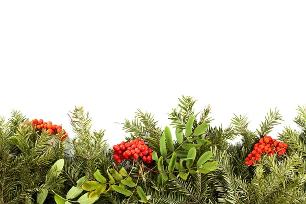 Fundo de Natal com decorações, baga de azevinho, cones isolados em branco . — Fotografia de Stock