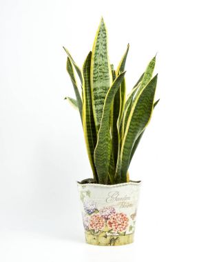 Sansevieria trifasciata ya da yılan bitki tencerede beyaz bir backgro üzerinde