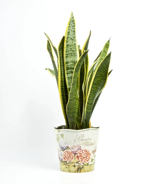 Sansevieria trifasciata or Snake plant in pot on a white backgro — Stock Photo, Image