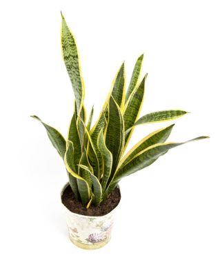 Sansevieria trifasciata ya da yılan bitki tencerede beyaz bir backgro üzerinde