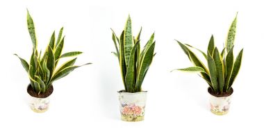 Sansevieria trifasciata ya da yılan bitki tencerede beyaz bir backgro üzerinde
