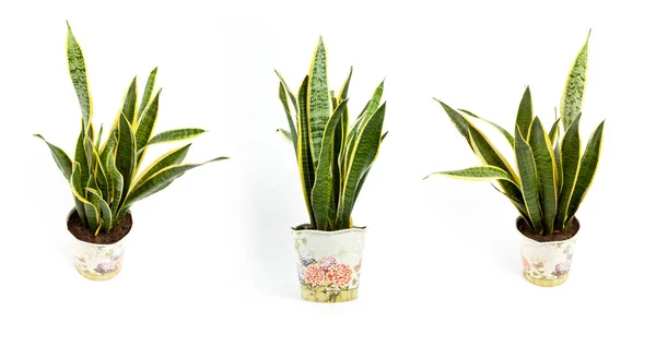 Sansevieria trifasciata o planta de serpiente en maceta sobre un fondo blanco —  Fotos de Stock