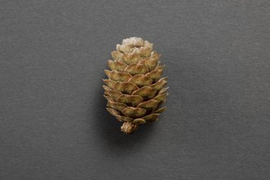 Çam kozalağı gri bir arka plan üzerinde.