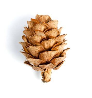 Beyaz arka planda izole edilmiş çam kozalağı.