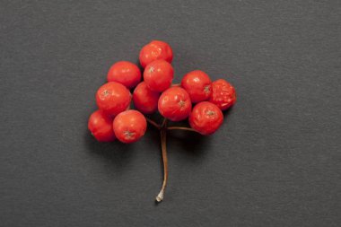 Gri bir arka plan üzerinde olgun kırmızı rowan.