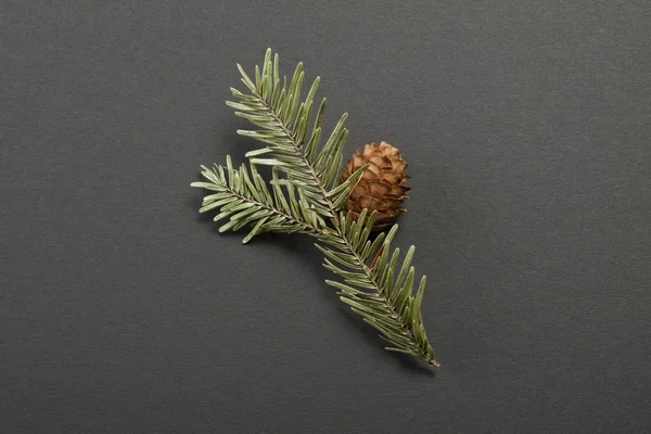 Cone de pinheiro com ramo sobre fundo cinzento . — Fotografia de Stock