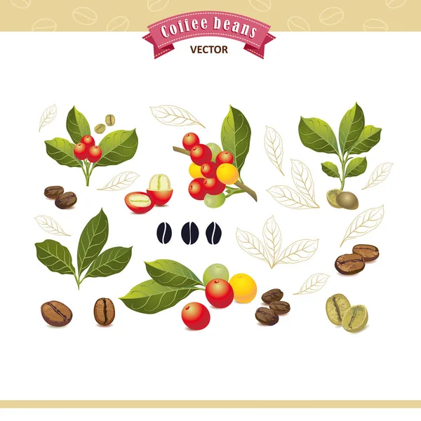 Colección de granos de café en una rama de árbol de café — Vector de stock