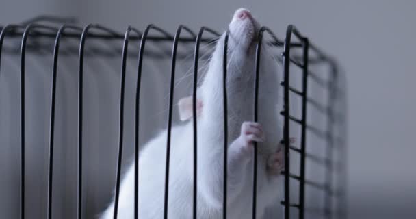 Білий Пацюк Всередині Клітки — стокове відео