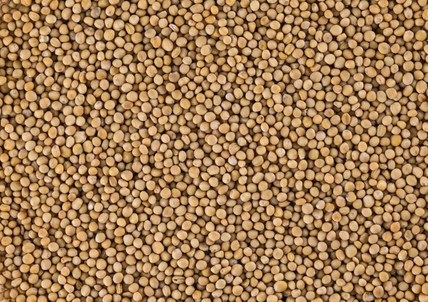 Pile Dried Mustard Seeds Royalty Free Stock Images