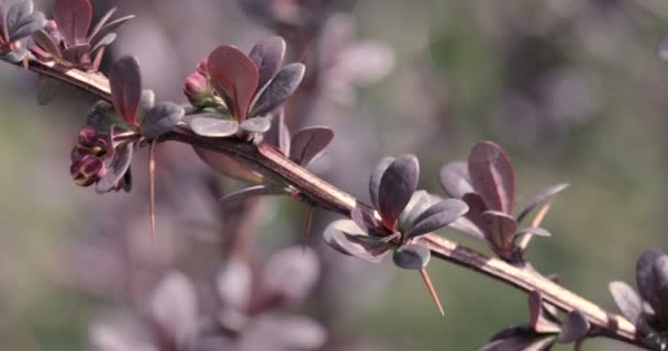 Kwiat Wiśni Kwiat Sakura Kwitnąca Wiśnia — Wideo stockowe