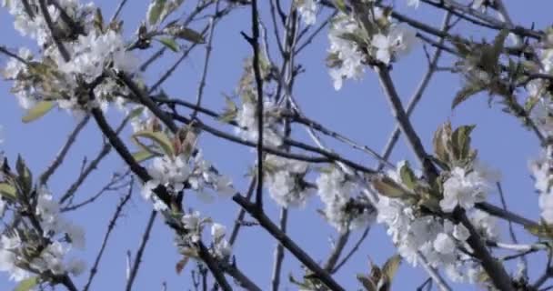Flores Cerejeira Bela Árvore Frutífera Rosa Sob Céu Azul — Vídeo de Stock