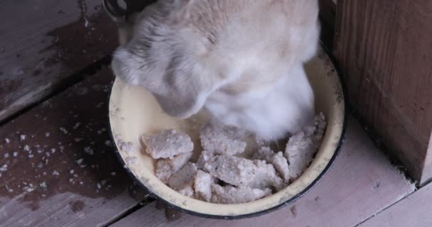 狗有食欲地吃天然食物 — 图库视频影像