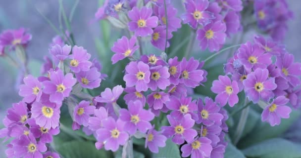 Vento Soprando Flor Violeta Roxa Jardim — Vídeo de Stock