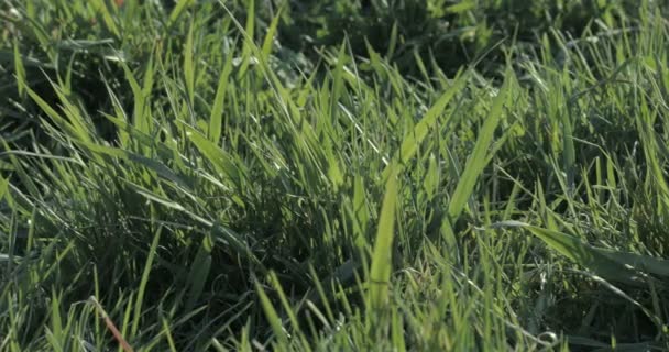 風に揺れる緑の草 — ストック動画