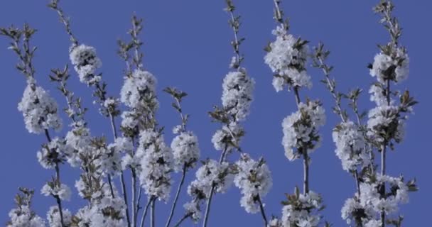 Flores Cerezo Hermoso Árbol Frutal Florido Rosa Bajo Cielo Azul — Vídeos de Stock