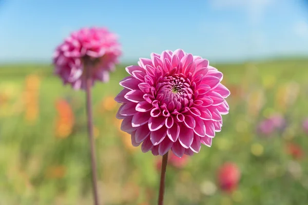 柔らかい花のフィールドの背景を持つピンクのダリアの花 — ストック写真