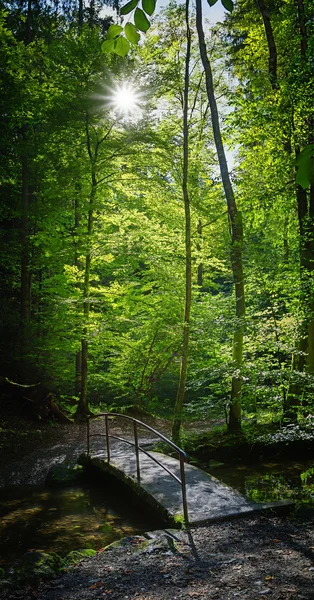 Маленький міст у буковому лісі — стокове фото