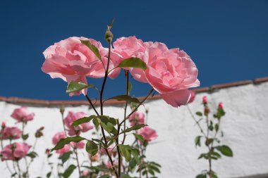 Bahçe duvarı karşı pembe güller