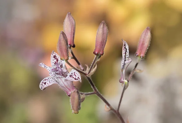 Speckled toad lily in autumn, soft background — Stock Photo, Image