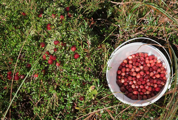 Kleine rode veenbessen uit de bogland plukken — Stockfoto