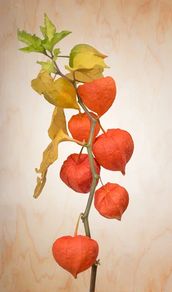 Planta de cereza de vejiga sobre fondo de madera — Foto de Stock