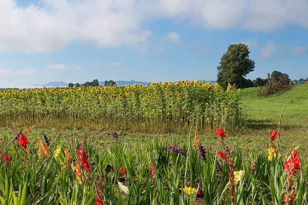 Flower field for self cutting — Stock Photo, Image